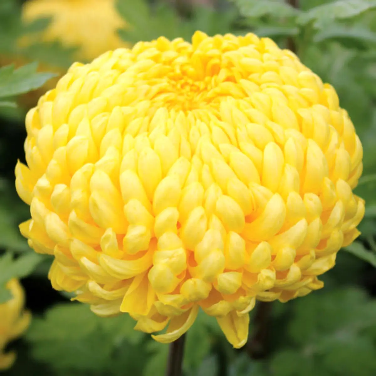 چه گل‌هایی دارای بیشترین ماندگاری هستند؟