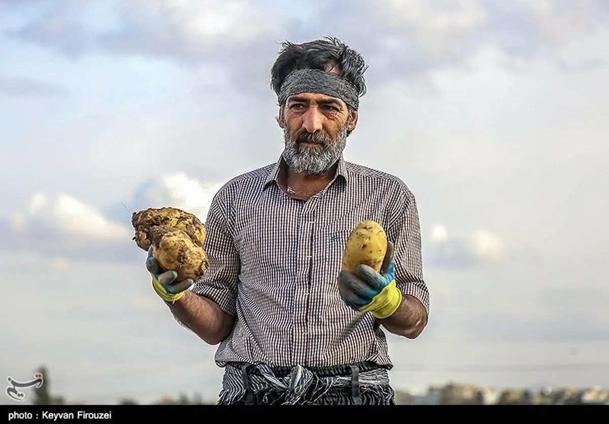 آمارهای متناقض از سیب‌زمینی روی دست‌ مانده کشاورزان کردستانی