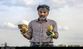 آمارهای متناقض از سیب‌زمینی روی دست‌ مانده کشاورزان کردستانی