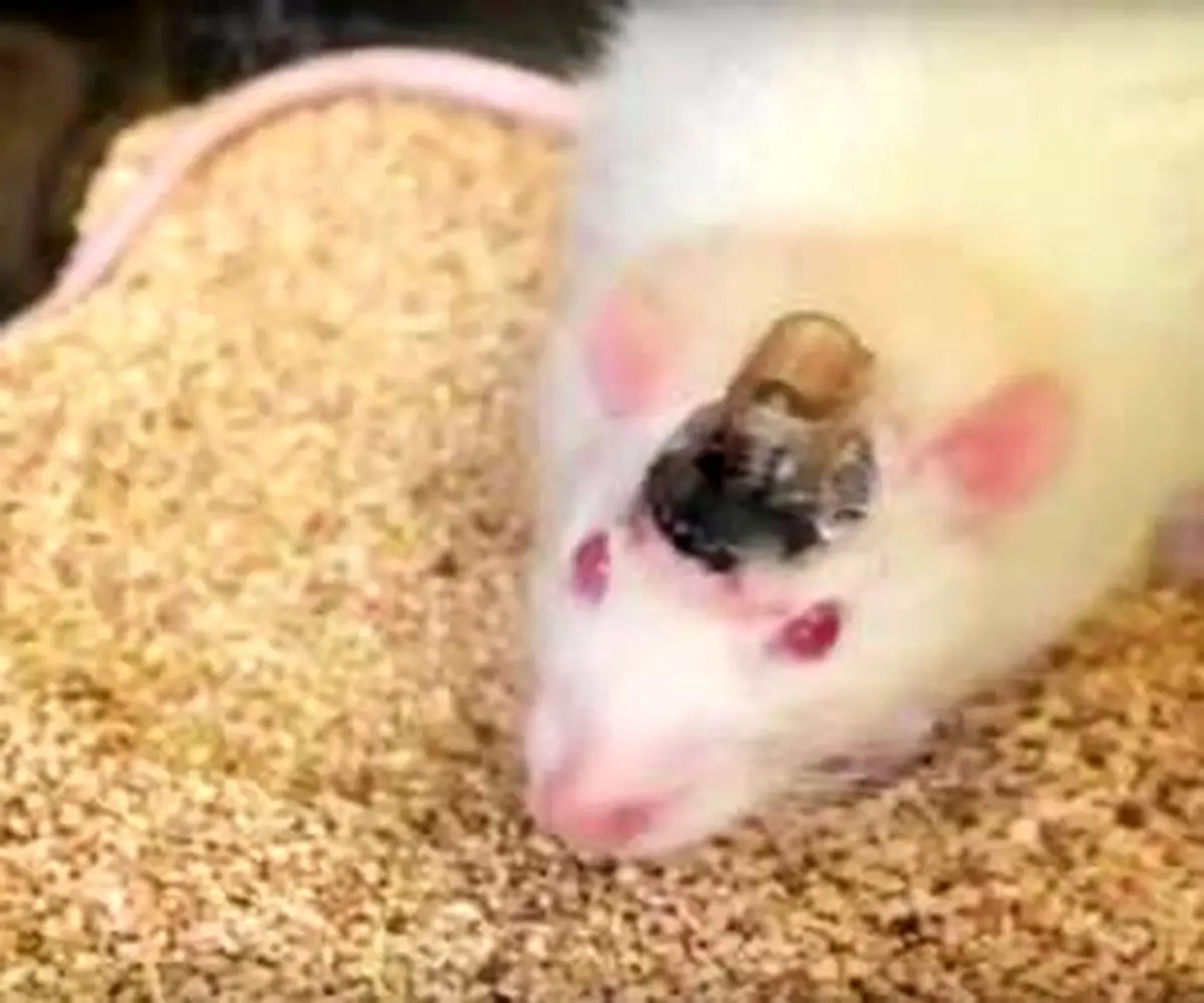 موش های که زامبی شده اند !!