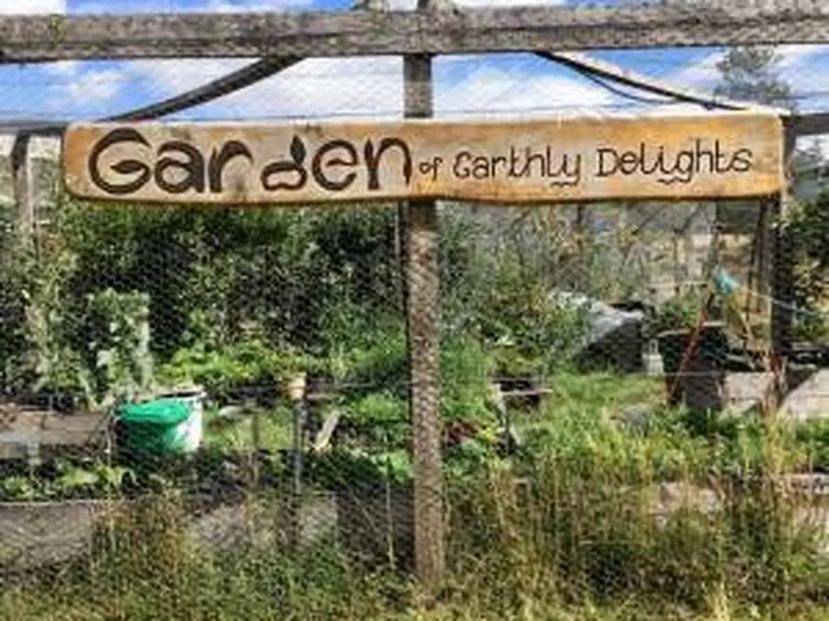 کلم به بزرگی آدم دیده بودین؟ + تصاویر جالب