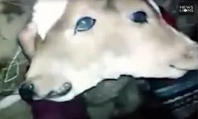 گوساله عجیب الخلقه با دو سر به هم چسبیده! + تصاویر