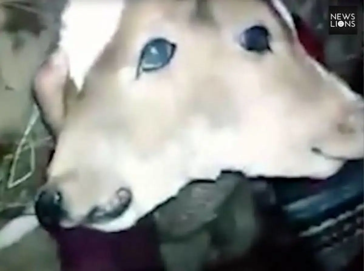 گوساله عجیب الخلقه با دو سر به هم چسبیده! + تصاویر