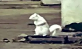 نایاب ترین گونه سنجاب در خیابان های بریتانیا؟! + تصاویر