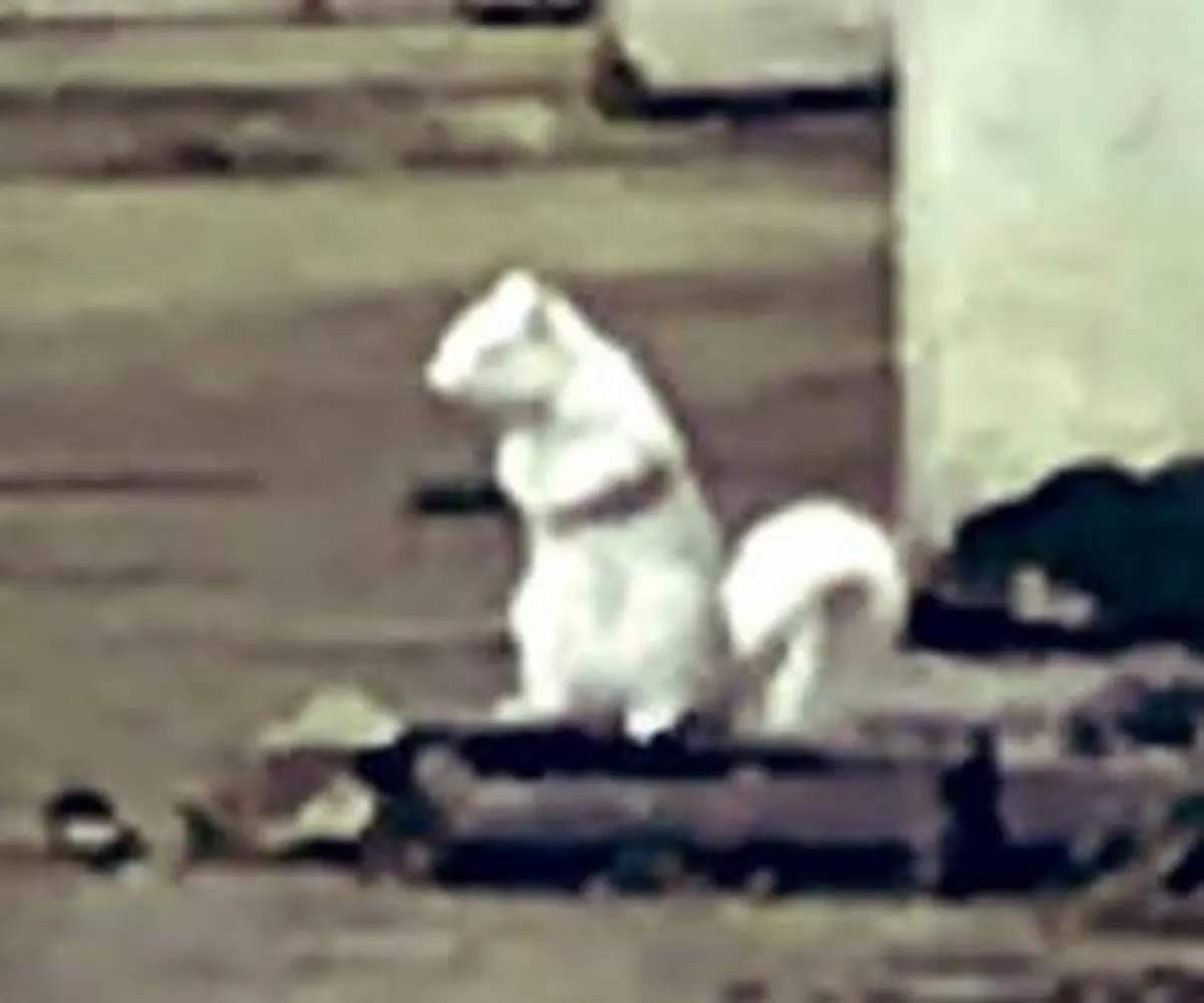 نایاب ترین گونه سنجاب در خیابان های بریتانیا؟! + تصاویر