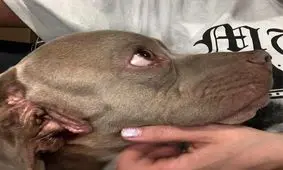 سگی که دهان دومش در گوشش قرار دارد! + فیلم