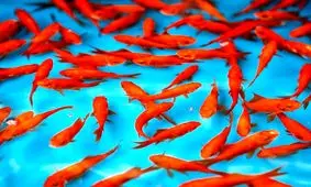 ماهی‌های قرمز در قفس‌های بلورین!