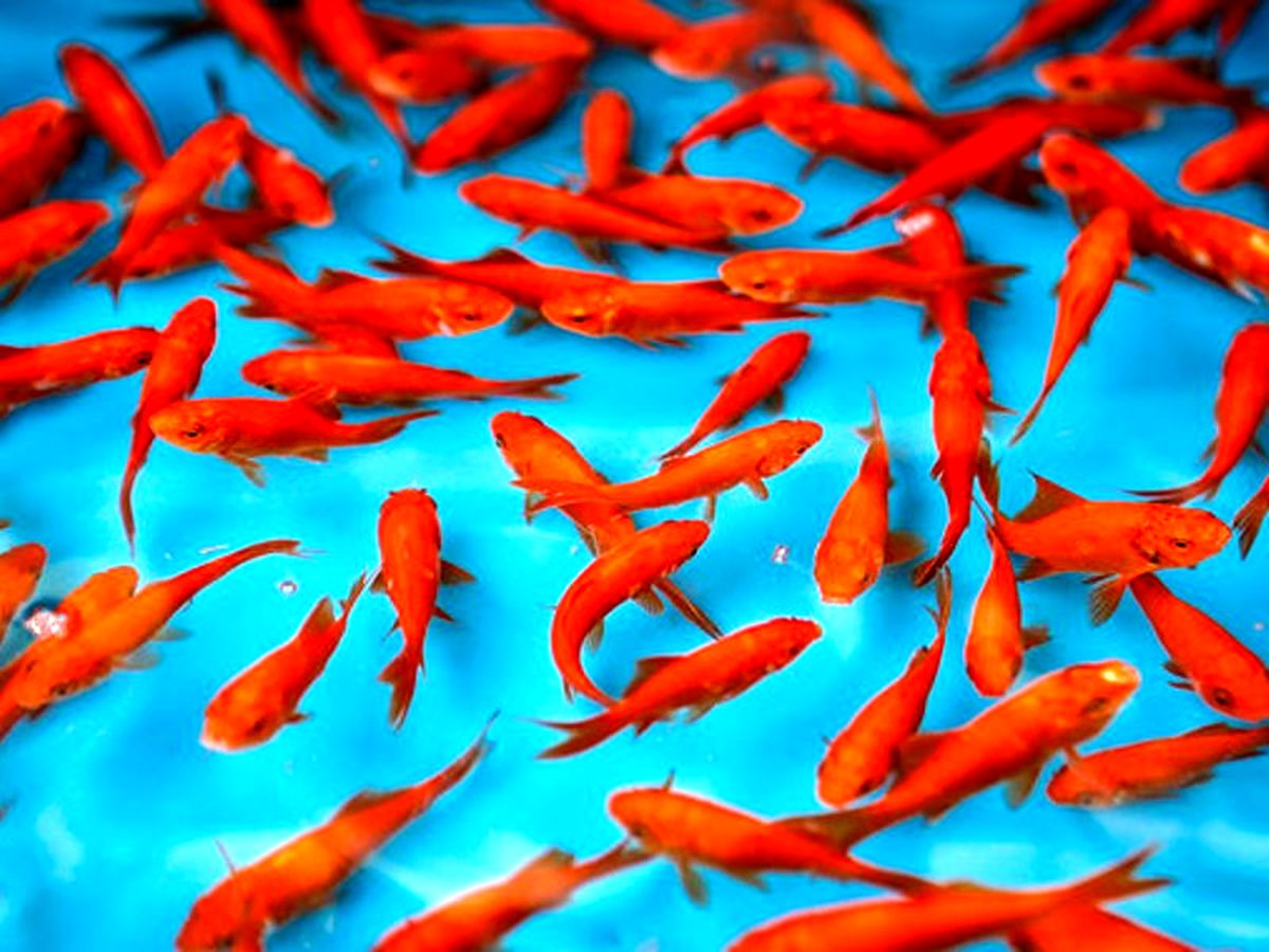 ماهی‌های قرمز در قفس‌های بلورین!