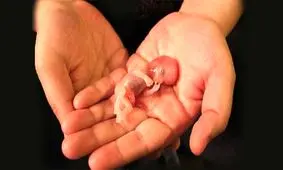 همه چیز درباره یک شغل پردرآمد/ یک رفتارشناس: رحم اجاره‌ای فقر را در جامعه بازتولید می‌کند/ جنبه شرعی تخمک فروشی حل شده است اما ابعاد روانی آن هنوز نیازمند تحقیق است