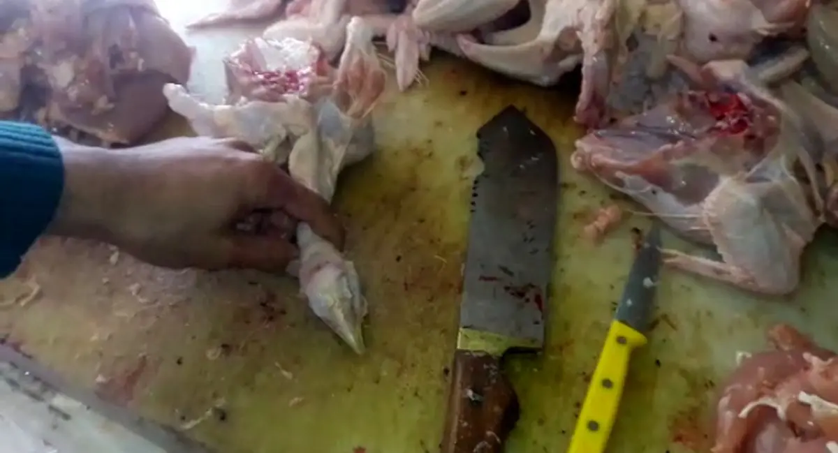 ویدئویی درباره علت وجود سر همراه برخی مرغ های ذبح شده