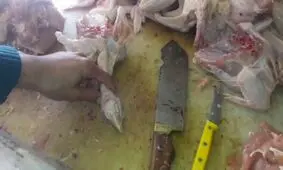 ویدئویی درباره علت وجود سر همراه برخی مرغ های ذبح شده