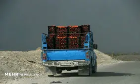 گوجه کشاورزان میناب به صورت توافقی خریداری می شود