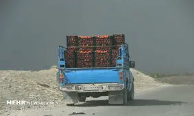 گوجه کشاورزان میناب به صورت توافقی خریداری می شود