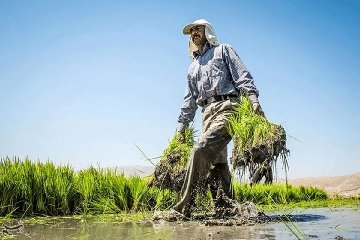اجاره‌نشین‌های خوش‌نشین/ کشاورزان مهاجر بلای جان منابع آبی شدند