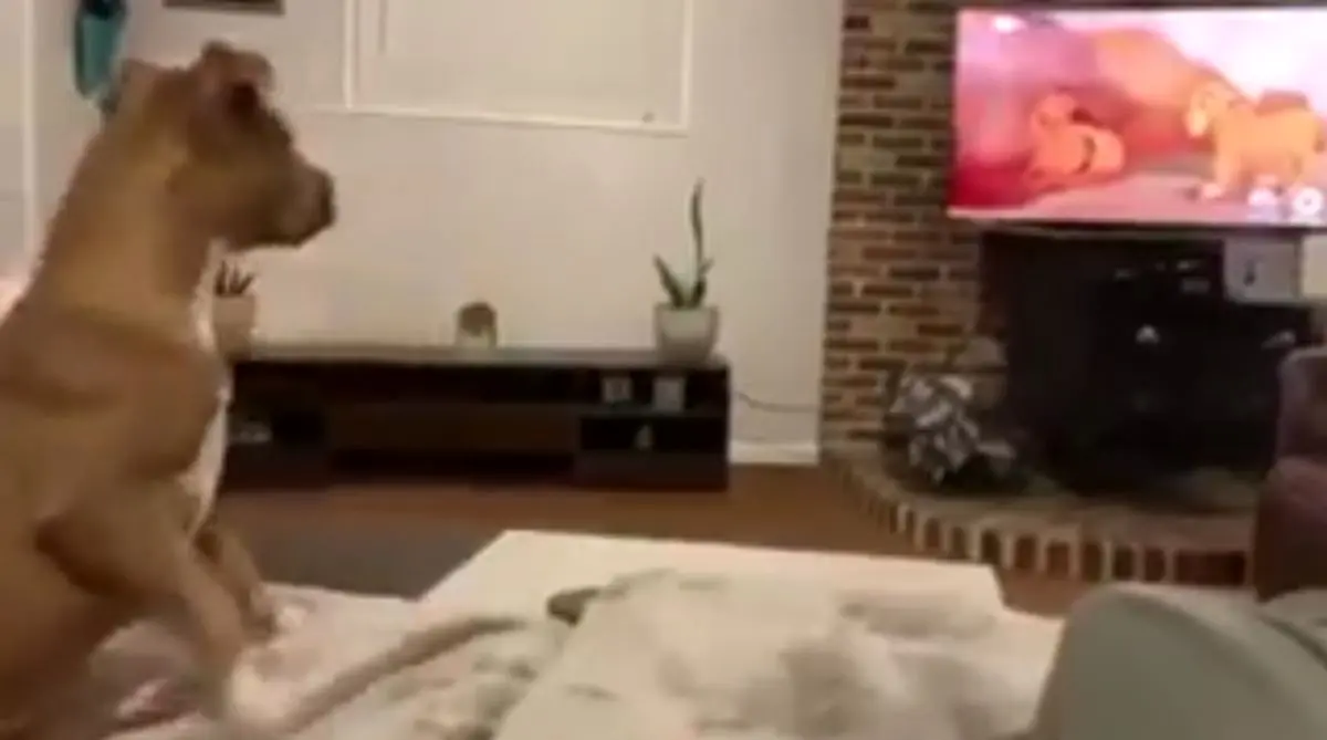 حیوان پر احساس!!!