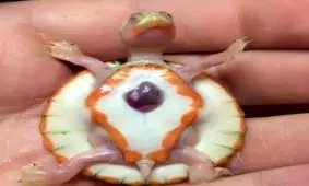 قلب این لاک‌پشت از بدو تولد بیرون از بدنش بوده!