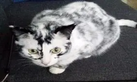 سفید شدن عجیب موهای یک گربه ی کاملا سیاه