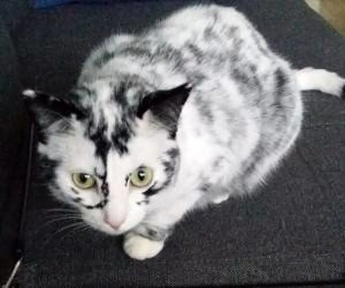 سفید شدن عجیب موهای یک گربه ی کاملا سیاه