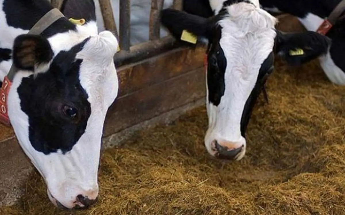 واردات دام سنگین کمکی به تنظیم بازارنمی‌کند/ ارز۴۲۰۰تومانی حذف شود