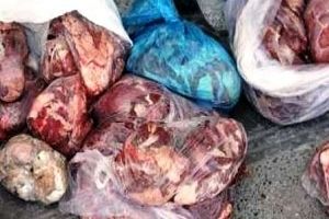 کشف 200 کیلو گوشت گراز در گیلان
