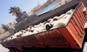 ۱۸ تن دام زنده در حال قاچاق در همدان کشف شد