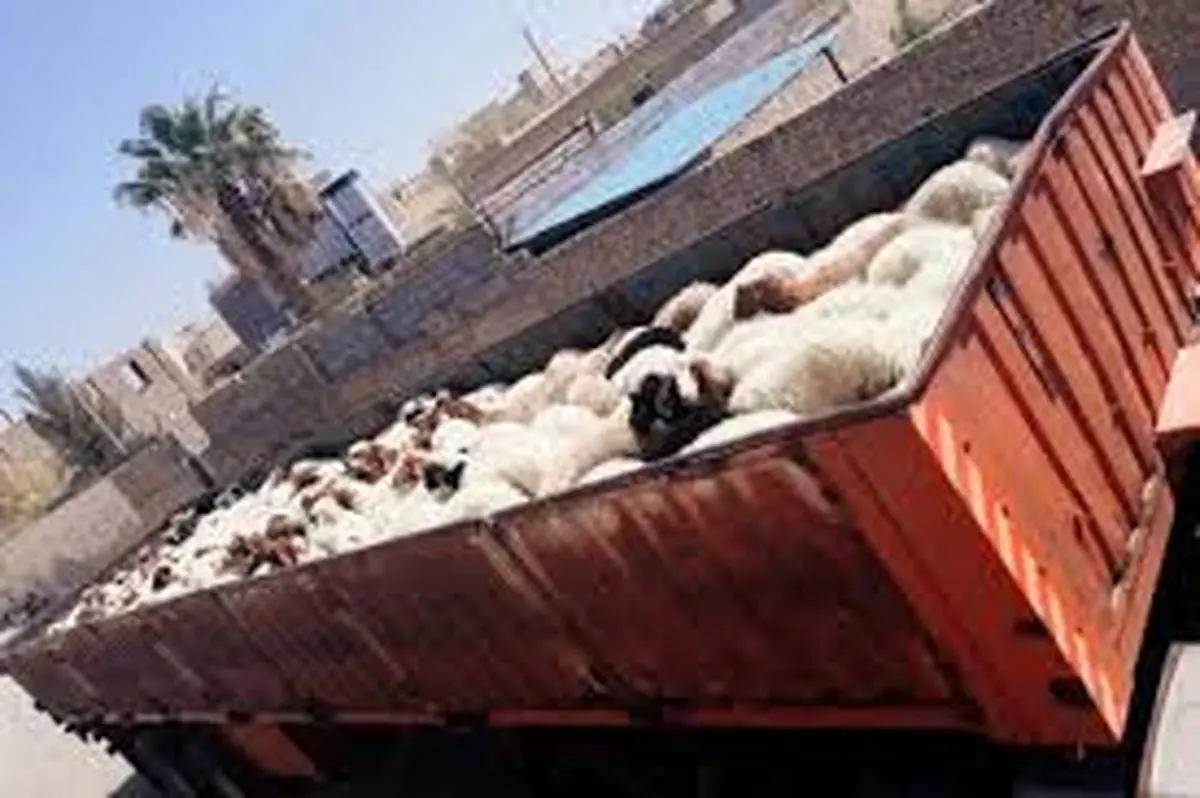 ۱۸ تن دام زنده در حال قاچاق در همدان کشف شد