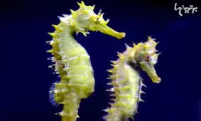 رمانتیک‌ترین حیوانات دنیا را بشناسید