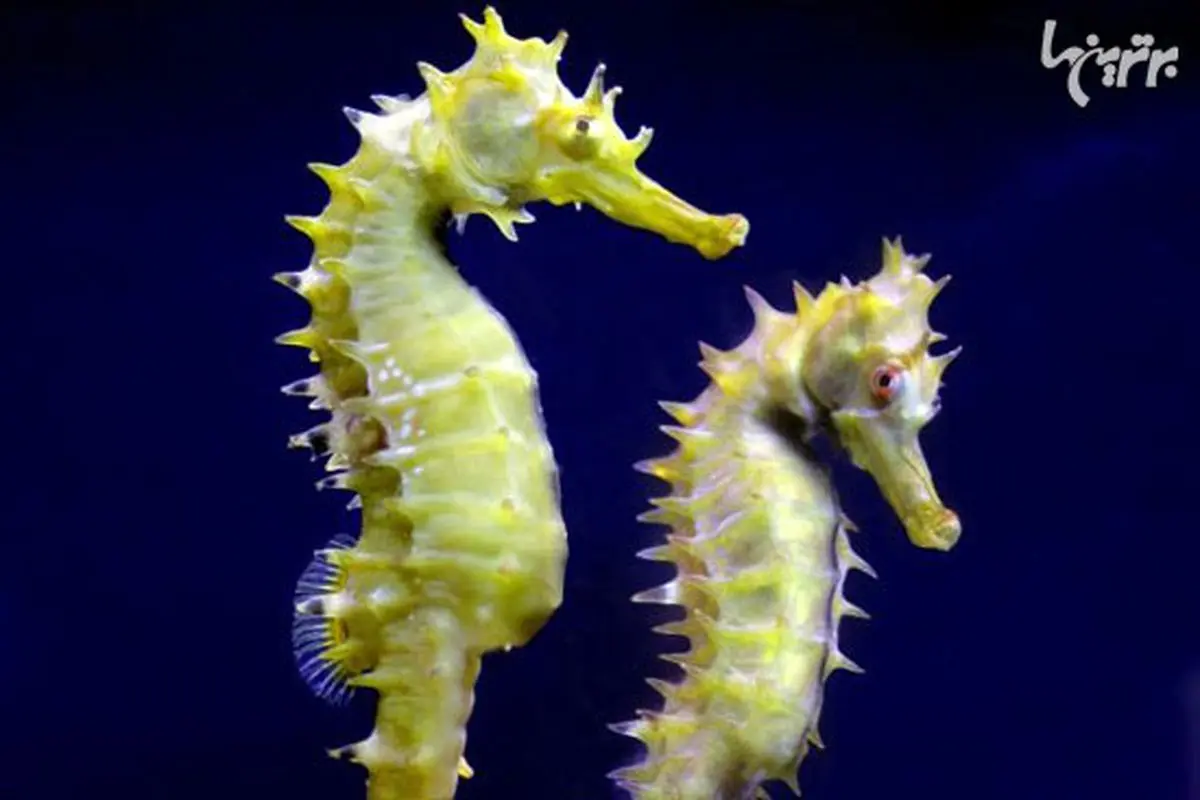 رمانتیک‌ترین حیوانات دنیا را بشناسید