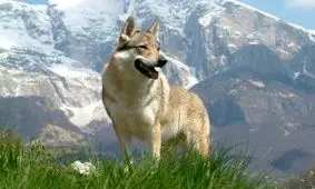 گرگاس؛ حیوان خطرناکی حاصل جفتگیری گرگ و سگ!