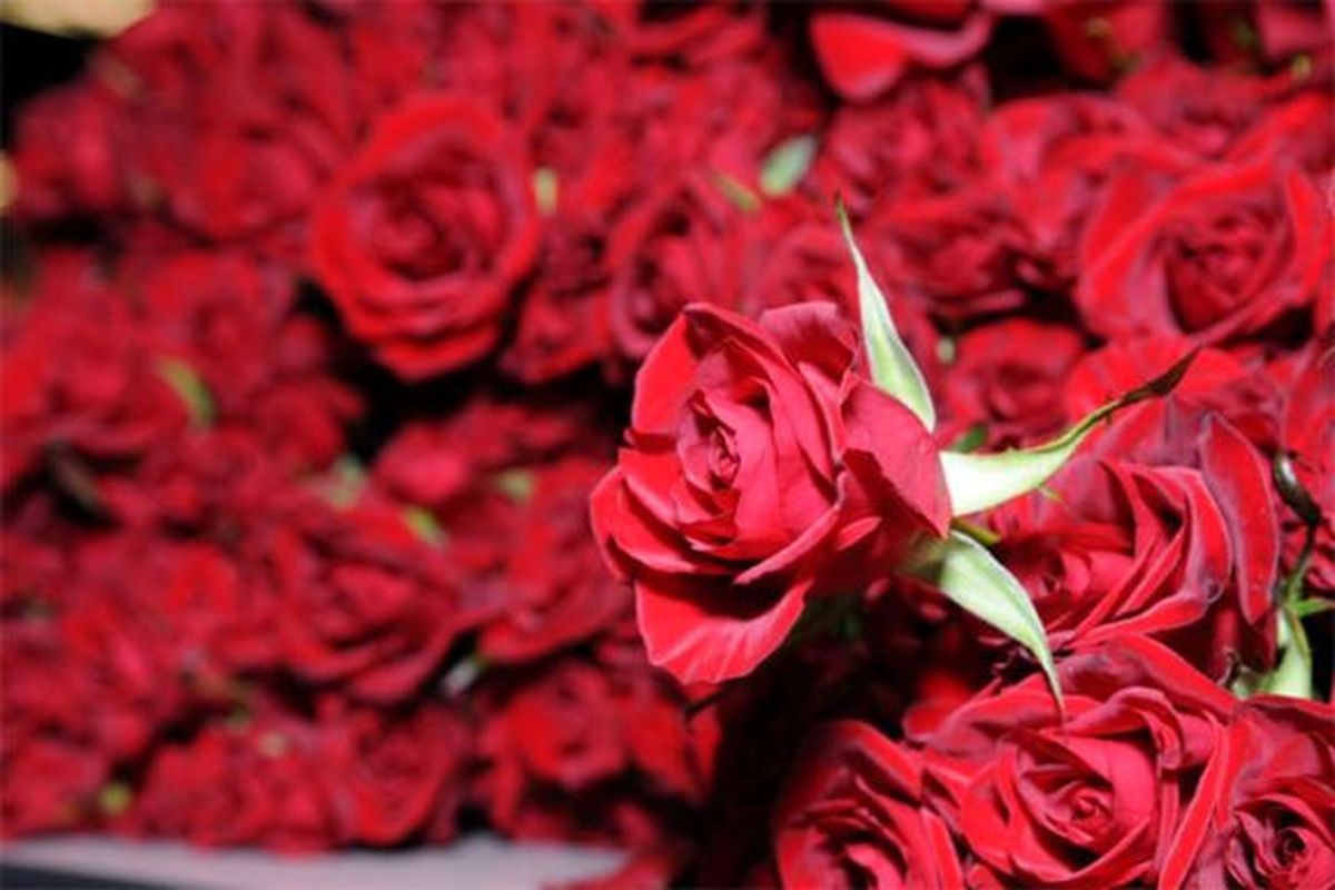 قیمت هر شاخه گل رز به ۳۰هزار تومان رسید/ مردم گلهای گلدانی را جایگزین رز کنند