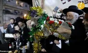 مراسم عجیبی به نام تبرک خر! + تصاویر