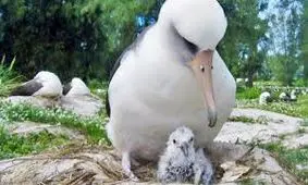 پیرترین پرنده جهان 70 ساله است و هنوز هم تولید مثل می‌کند!