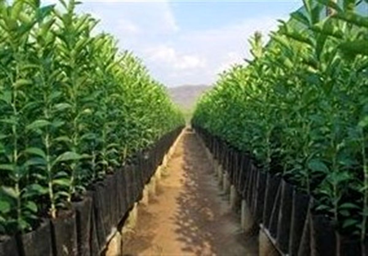 امسال ۵۰۰ هزار اصله نهال در استان البرز توزیع میشود