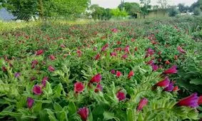 توسعه کشت گیاهان دارویی منطبق با الگوی مصرف آب است