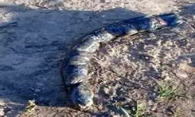 ماهی عجیب الخلقه با دندان های انسانی! + عکس