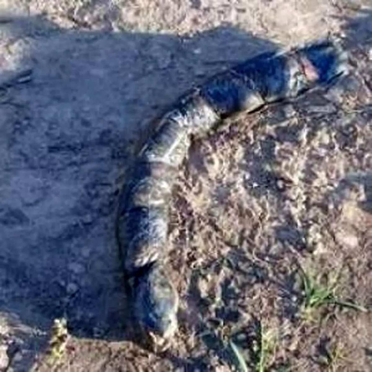 ماهی عجیب الخلقه با دندان های انسانی! + عکس