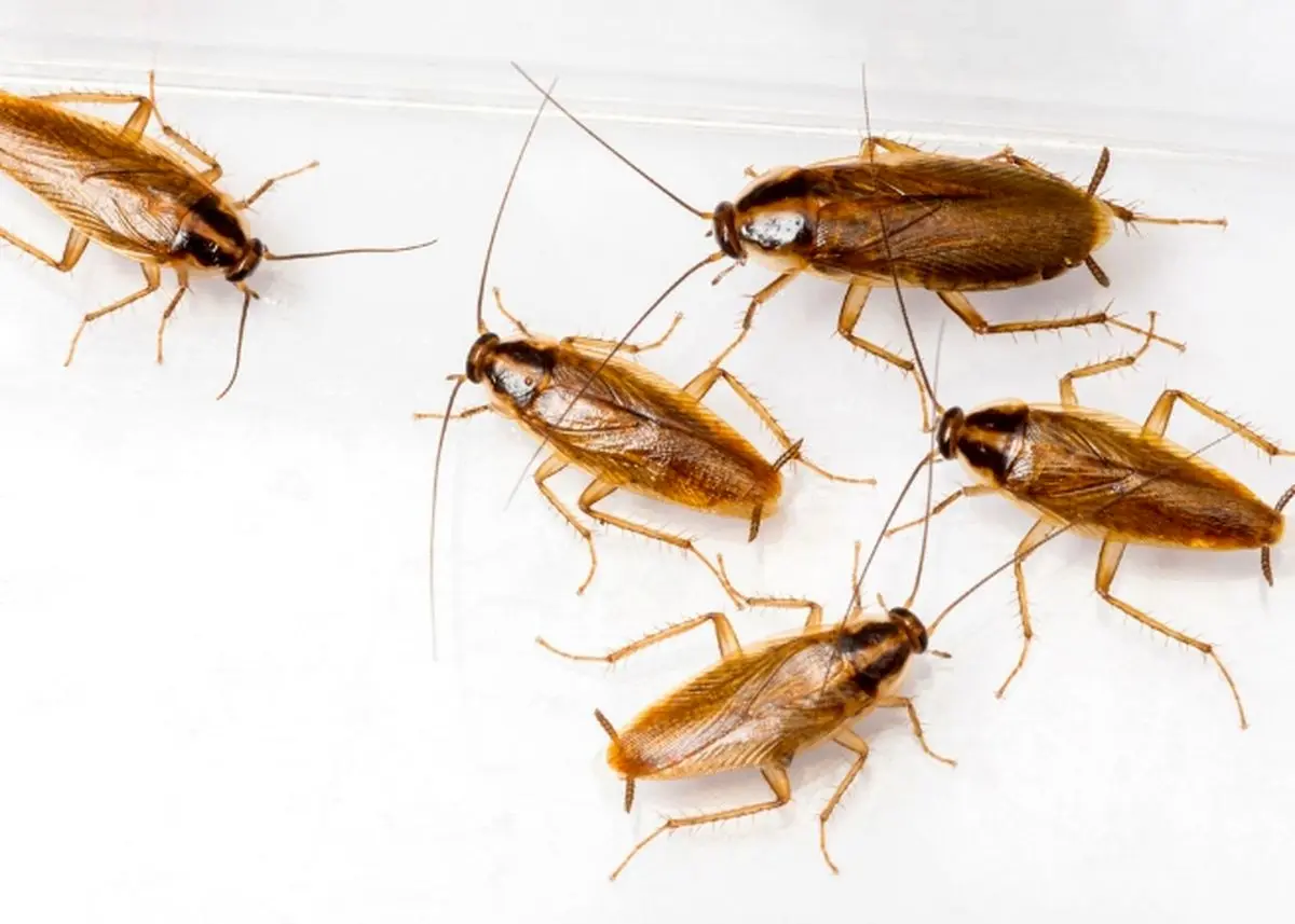 معالجه سرطان با خوردن سوسک