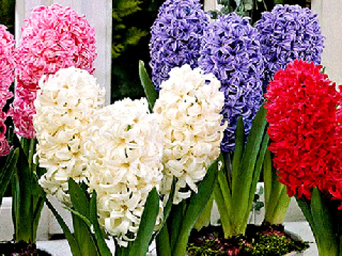 چه گلدان سنبلی بخریم؟