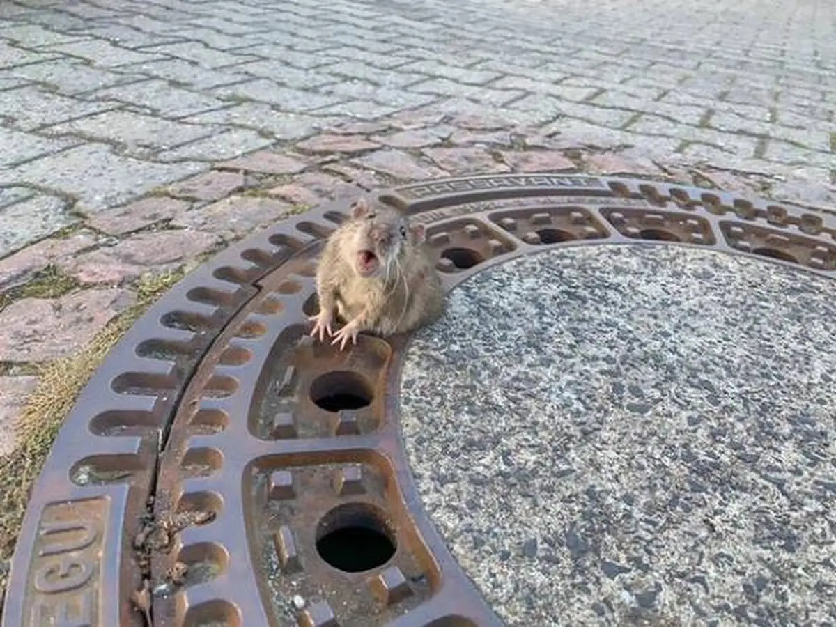 دردسر چاقی بیش از حد یک موش خیابانی + عکس