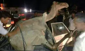 یک شتر جان ۵ انسان ‌را گرفت