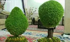 آموزش سبزه درختی