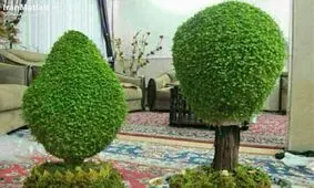 آموزش سبزه درختی