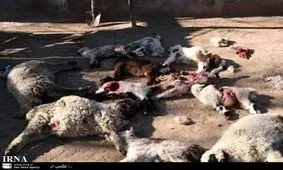 گرگها 54 گوسفند را در روداب سبزوار دریدند