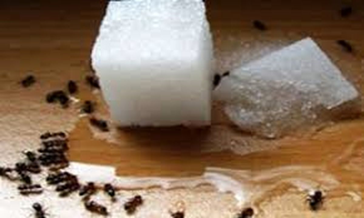 دانستنیها10 روش ساده از بین بردن مورچه ها