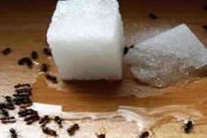 دانستنی‌ها10 روش ساده از بین بردن مورچه ها