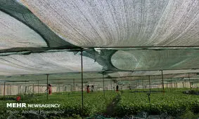 ۱۵ هزار میلیارد به تقویت صندوق بیمه محصولات کشاورزی اختصاص یافت