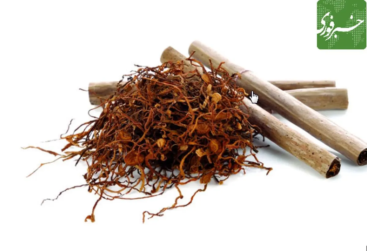 یک پروتئین درمانی از تنباکو تولید شد