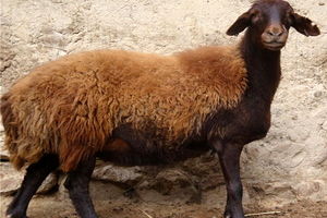 کشف 13 گوسفند زنده از صندوق عقب یک خودرو