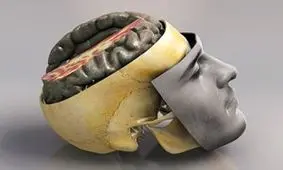 مزاج مغز شما سرد, گرم, خشک یا تر است؟