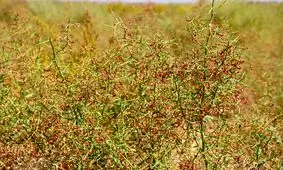 طرح کشت خارشتر به عنوان علوفه دام در روستاهای کشور مصوب شد